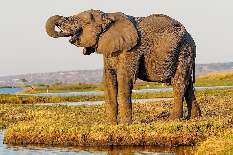 Éléphant au bord du canal de Savuti - Parc national de Chobe - Botswana