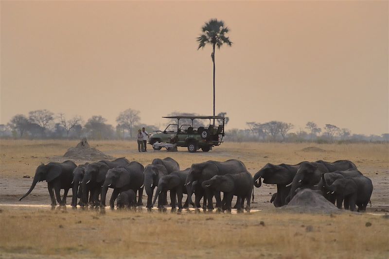 Safari dans le parc national Hwange - Province de Matabeleland septentrional - Zimbabwe