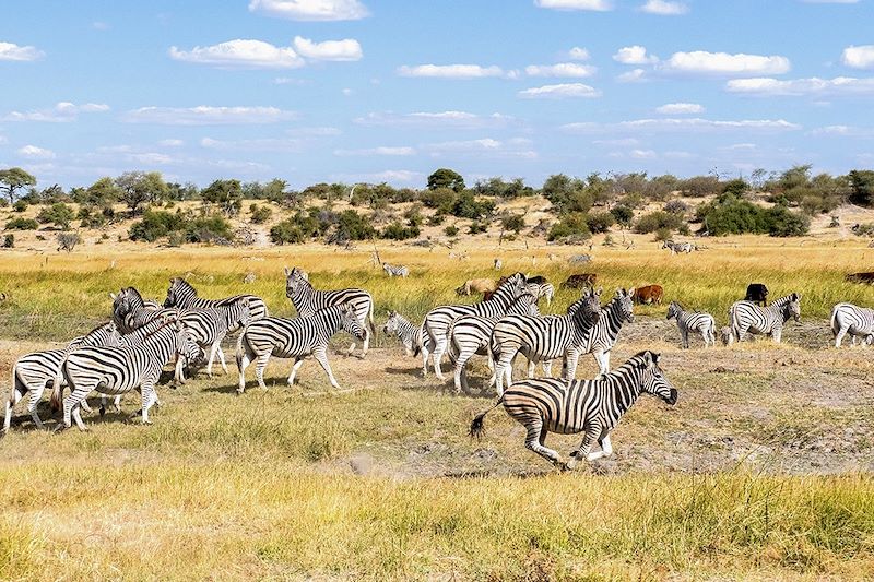 Troupeau de zèbres de Burchell près de la rivière Boteti - Makgadikgadi - Botswana