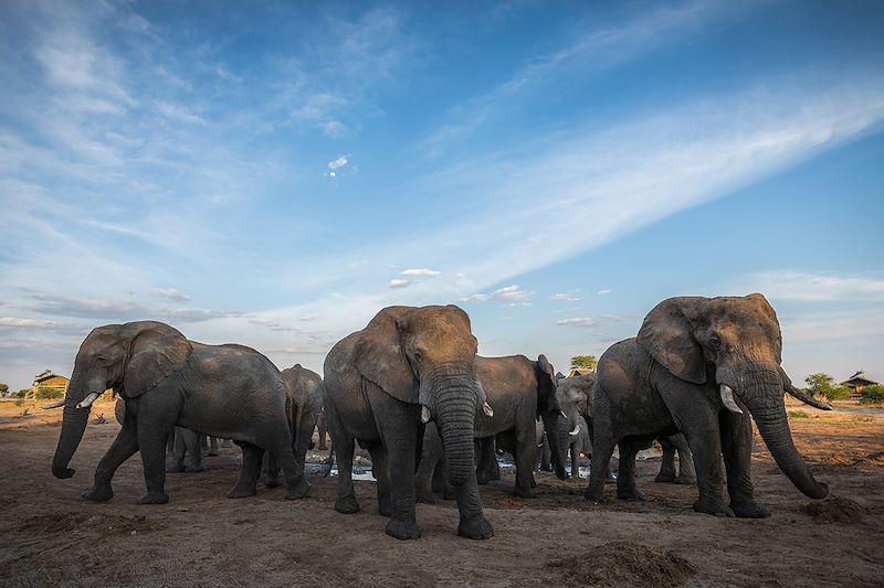 Troupeau d'éléphants dans le Makgadikgadi Salt Pan -  Botswana