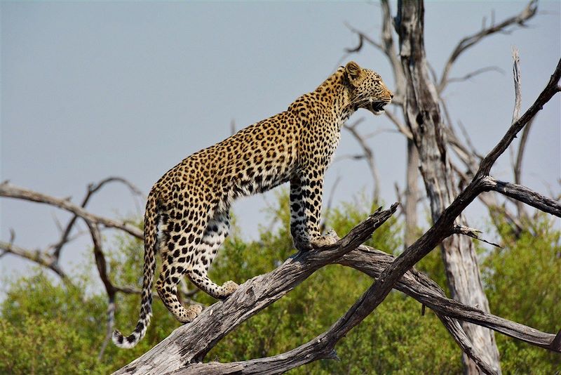 Réserve de Morémi - Rivière Kwai - Botswana