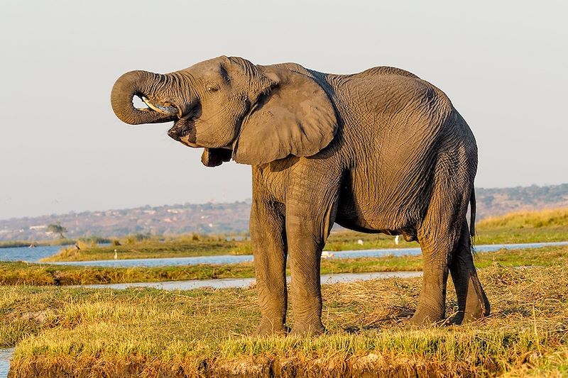 Éléphant au bord du canal de Savuti - Parc national de Chobe - Botswana