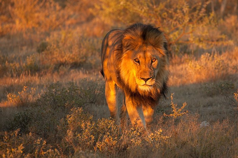 Lion au Botswana