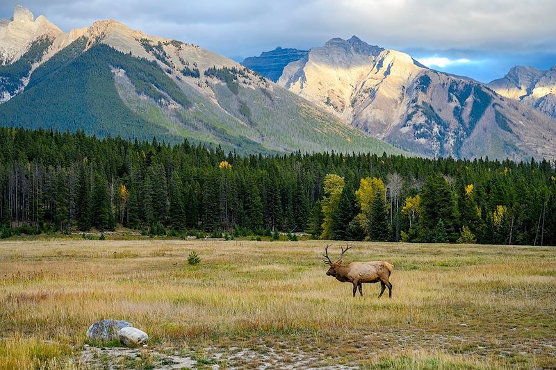 Wapiti au parc national de Jasper - Alberta - Canada