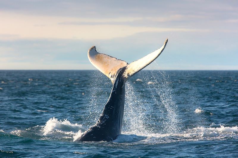 Baleine près de la Baie de Fundy - Nouvelle-Écosse - Canada