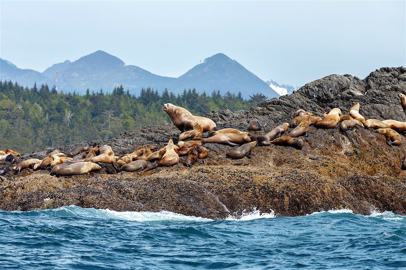 Lions de mer de Steller sur l'île de Vancouver - Colombie-Britannique - Canada