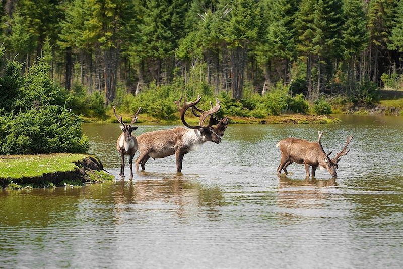 Road trip boréal, le Yukon en famille 