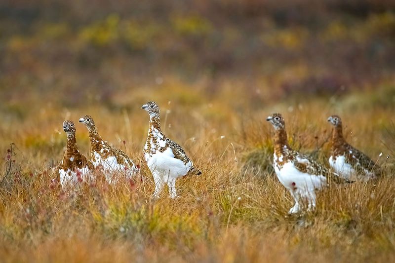 Lagopède des saules dans le Yukon - Canada