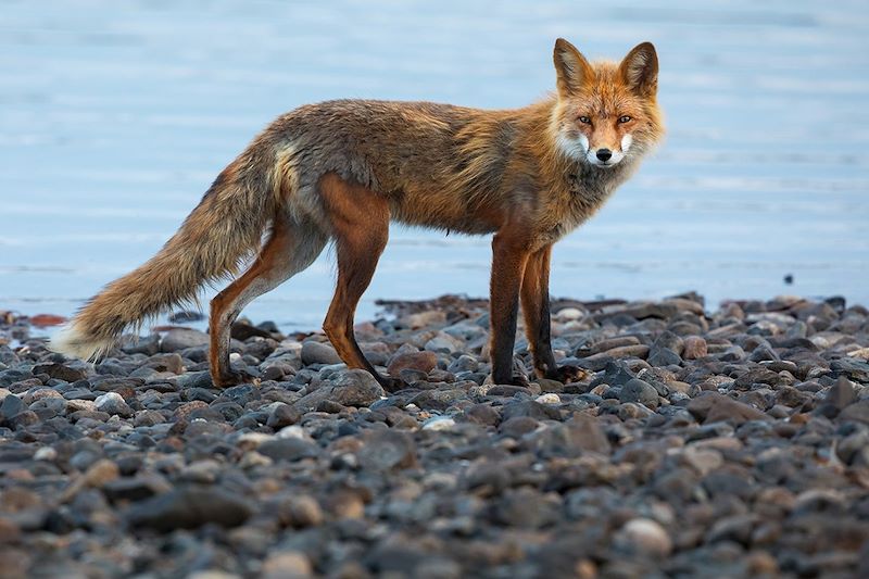 Renard roux dans le Yukon - Canada