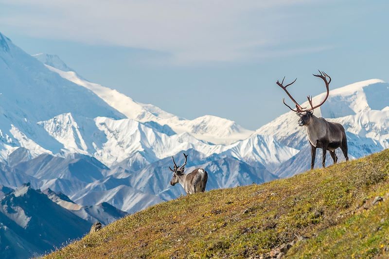 Arctic - Glacière Souple Petite Homer