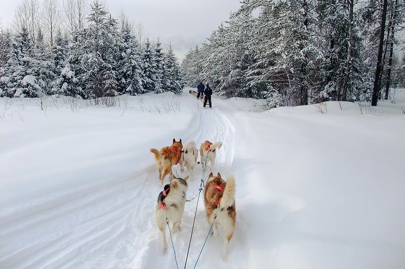 Traîneau à chiens au Canada