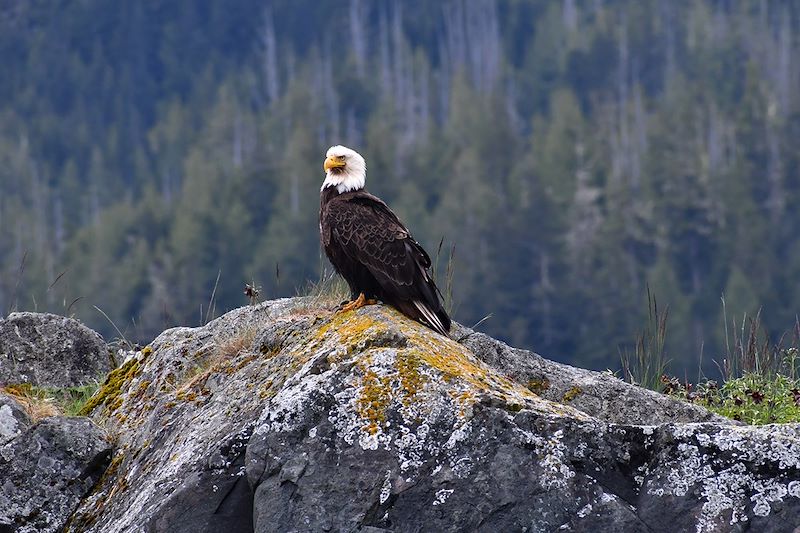 Pygargue à tête blanche sur l'Île de Vancouver - Colombie-Britannique - Canada