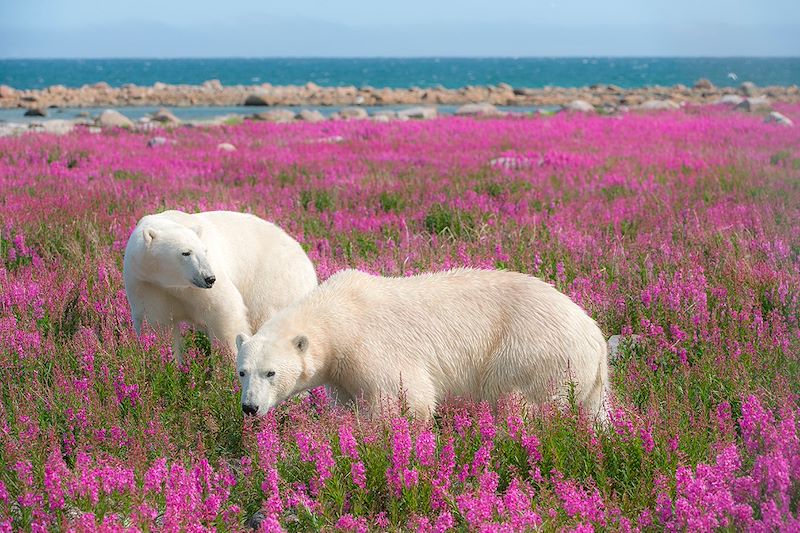 Ours noirs, ours polaires et bélugas : une exploration fascinante au cœur de l'été arctique avec Rémy Marion.
