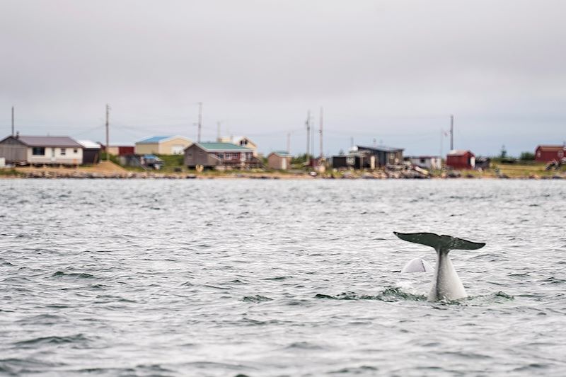 Observation des belugas à Churchill - Manitoba - Canada
