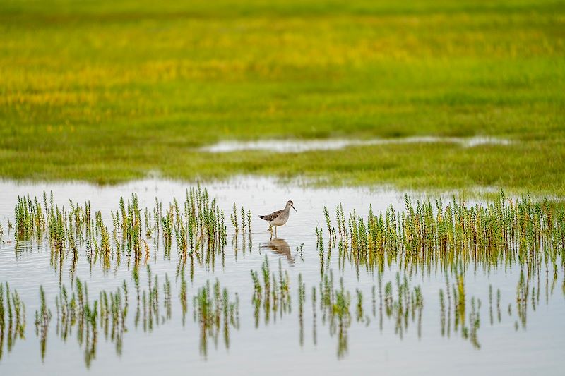 Oiseau près de Churchill - Baie d'Hudson - Manitoba - Canada