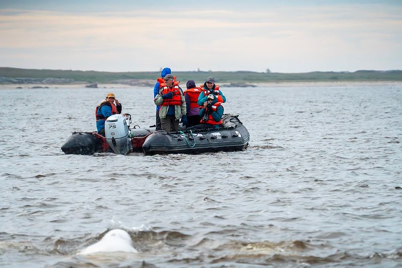 Observation des belugas à Churchill - Manitoba - Canada