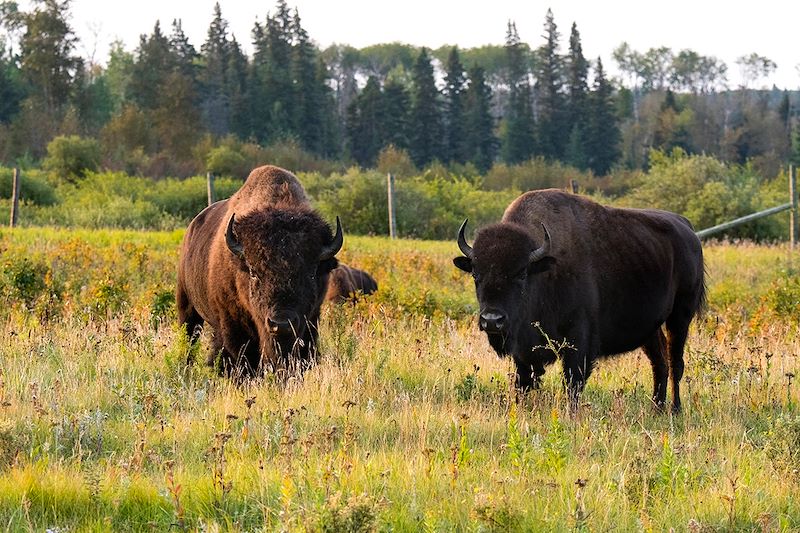 Bison au Parc national du Mont-Riding - Manitoba - Canada