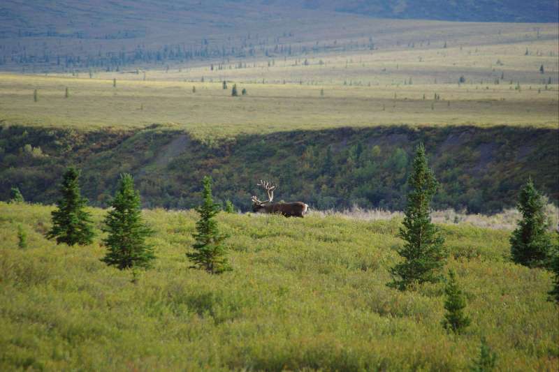 Rendez-vous en terre lointaine : le Yukon