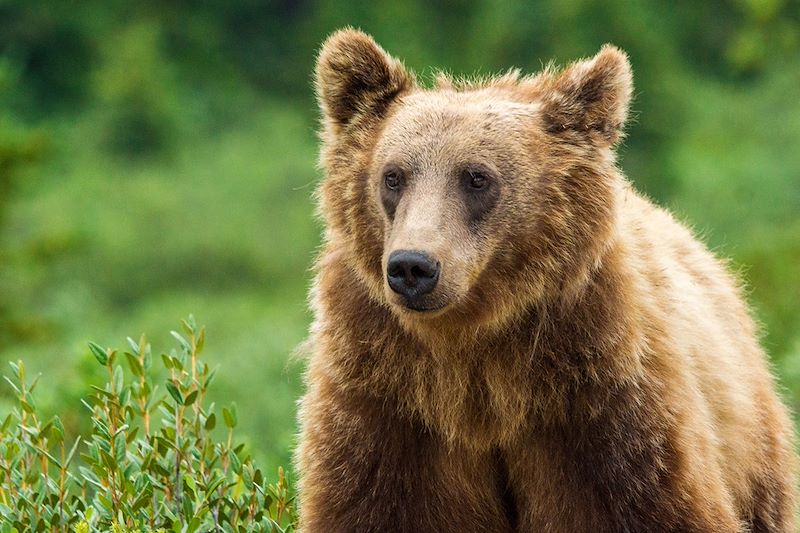 Grizzli - Parc national de Banff - Alberta - Canada