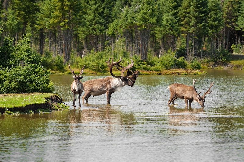 Caribous - Canada