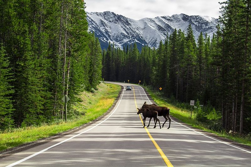 Orignal et son petit dans le Parc provincial Peter Lougheed -  Pays de Kananaskis - Canada