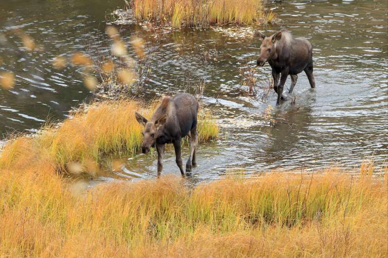 Rendez-vous en terre lointaine : le Yukon