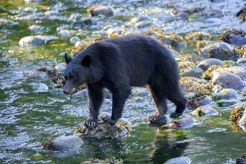 Ours noir (Ursus americanus) - Colombie Britannique - Canada