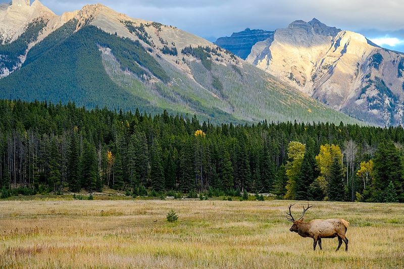 Wapiti au parc national de Jasper - Alberta - Canada