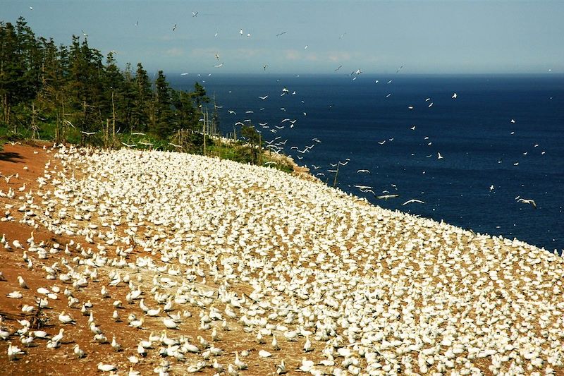 Ile bonaventure - Gaspésie - Québec