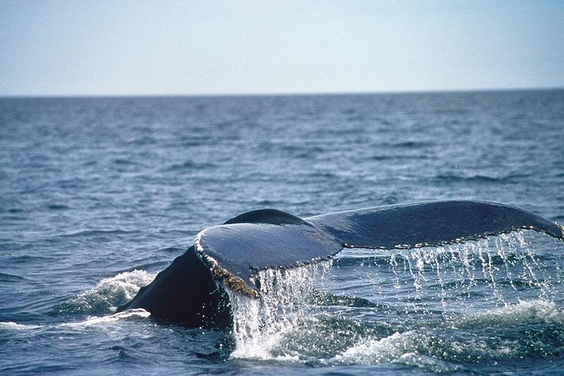 Baleine - Parc national du Canada Forillon - Gaspésie - Québec - Canada