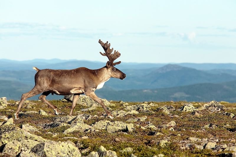 Caribou des forêts - Québec - Canada