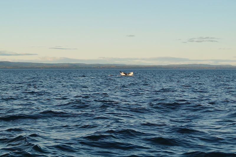 Observation des baleines à Tadoussac - Québec - Canada