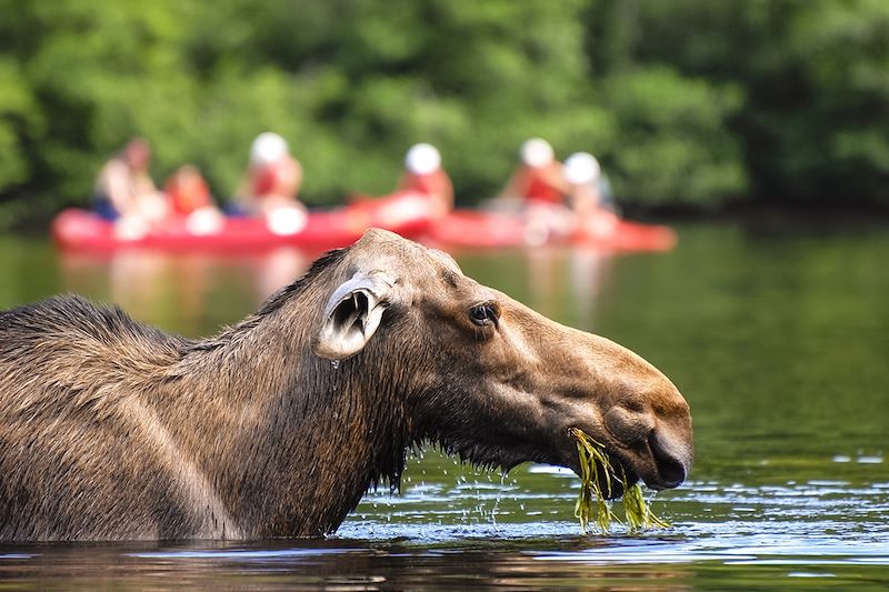 Orignal dans le parc national de la Jacques-Cartier - Québec - Canada