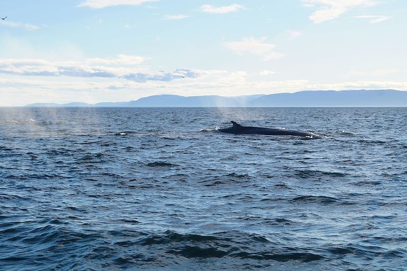 Observation des baleines à Tadoussac - Québec - Canada