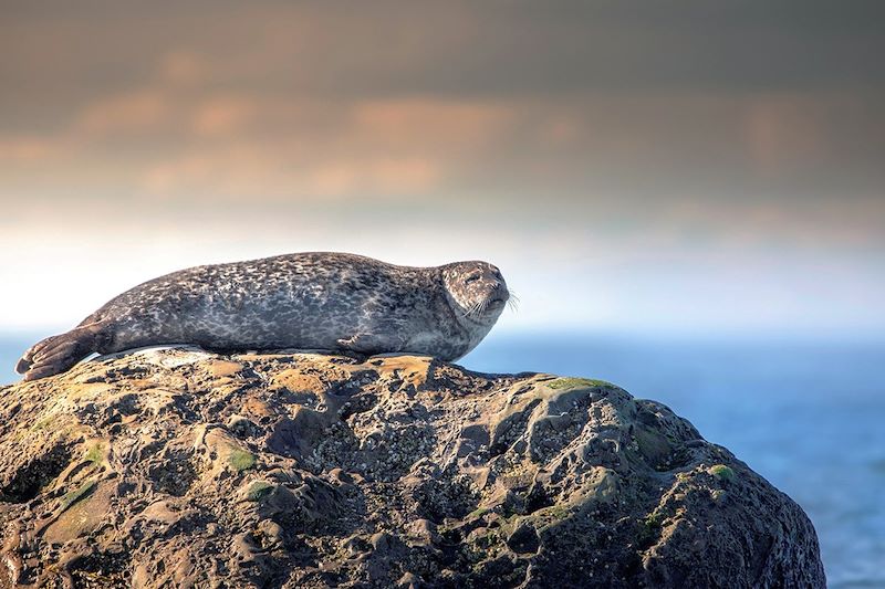 Phoque au parc national du Bic - Québec - Canada