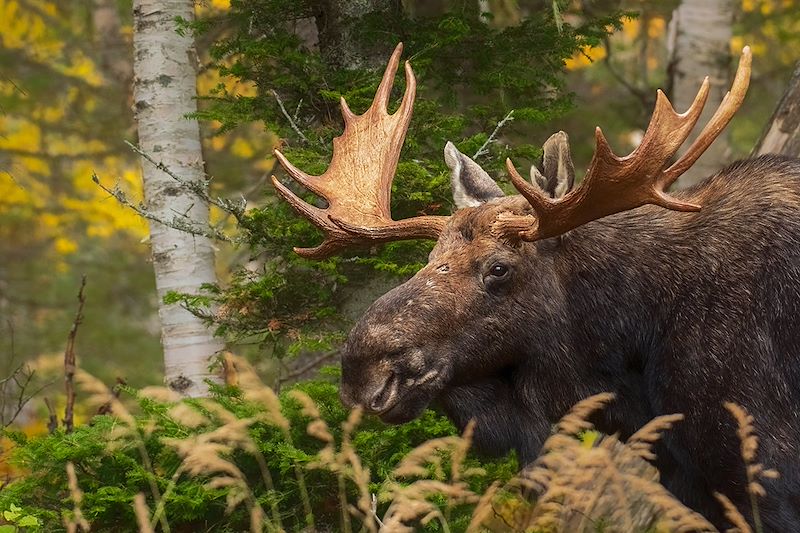 Orignal dans le parc national de la Gaspésie - Québec - Canada