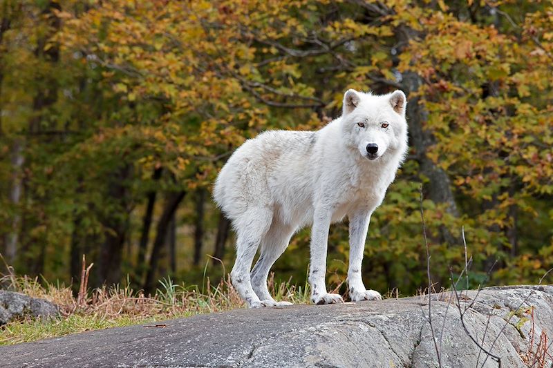 Loup blanc dans le parc Oméga - Montebello - Outaouais - Québec - Canada