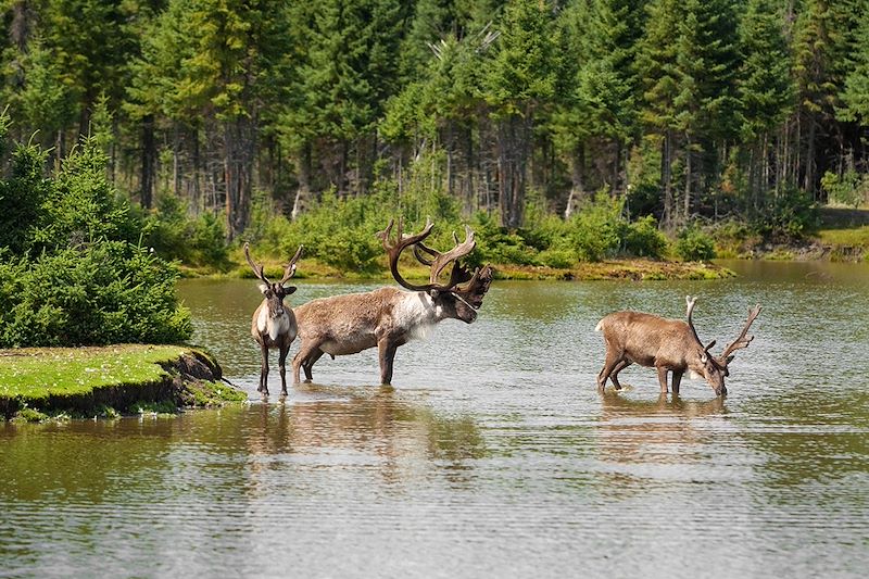 Caribous - Canada