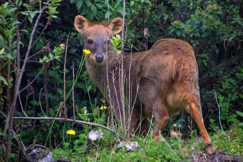 Pudu dans une forêt chilienne