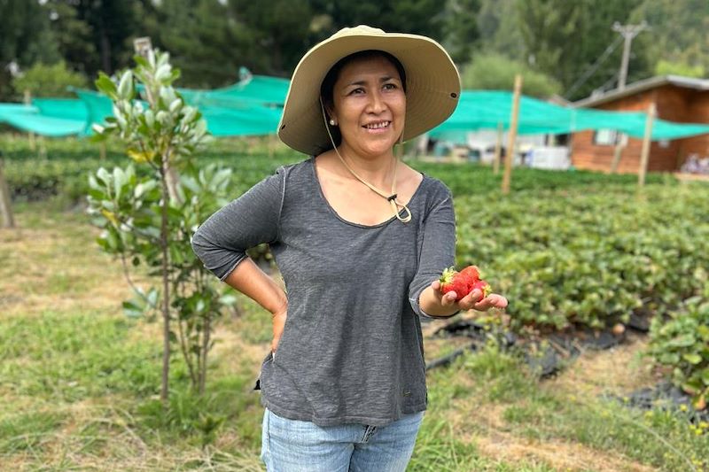 Potager dédié à la protection des semences traditionnelles Mapuche - Chili