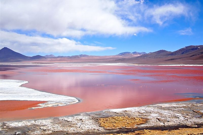 Laguna colorada - Potosi - Bolivie