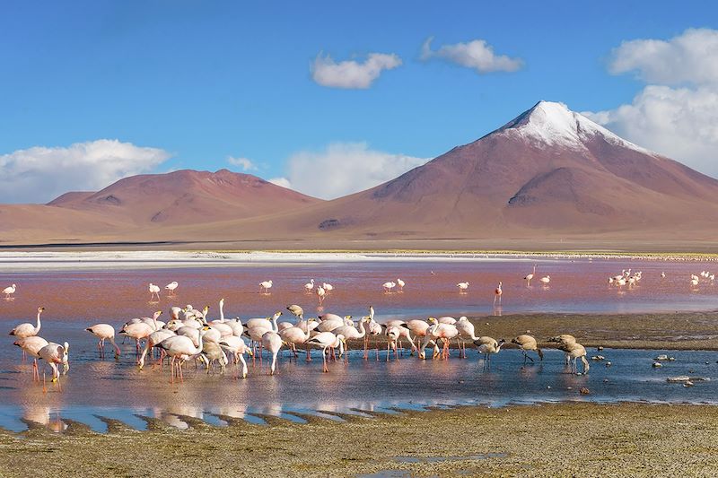 Laguna Colorada - Salar d'Uyuni - Bolivie