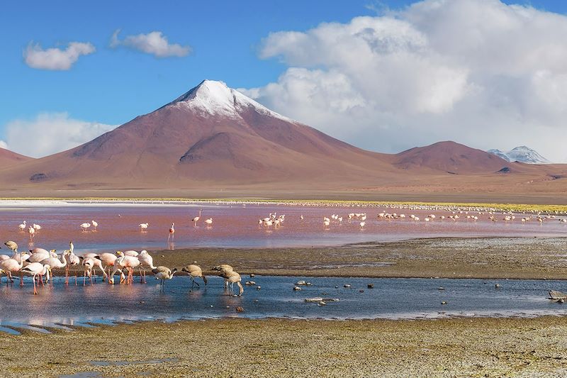 Laguna Colorada - Salar d'Uyuni - Bolivie