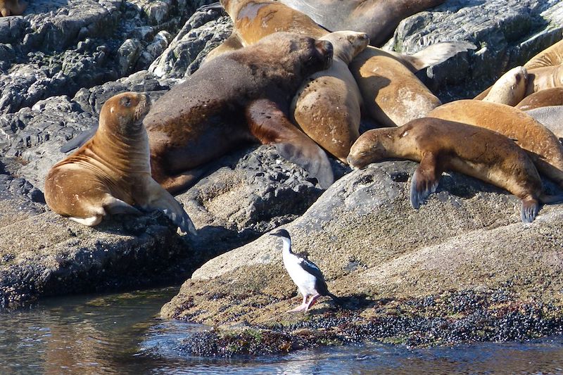 Île des otaries à crinière - Canal Beagle - Ushuaïa - Province de Terre de Feu - Patagonie - Argentine