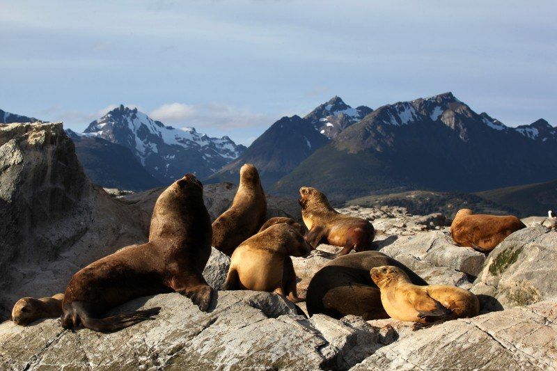Terre de Feu - Patagonie - Chili