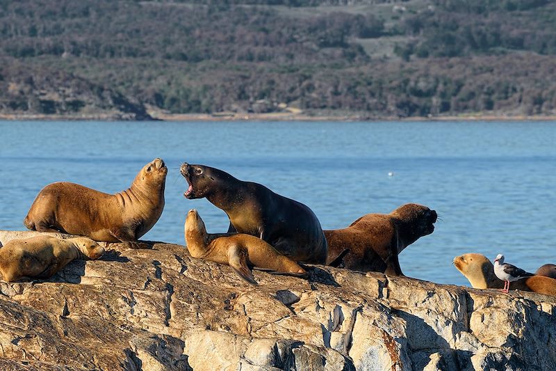 Lions de mer dans le canal Beagle près d'Ushuaïa - Argentine