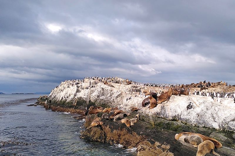 Lions de mer - Canal de Beagle - Chili