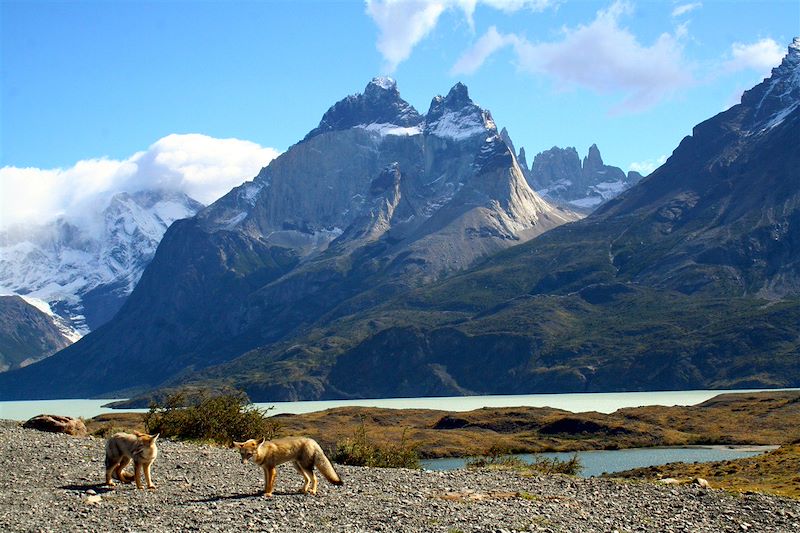Renards dans le parc national Torres del Paine - Chili