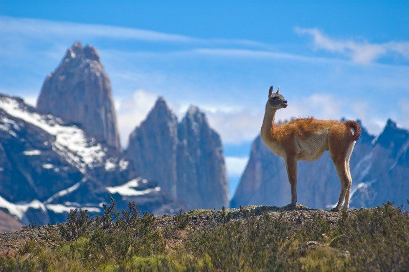 Torres del Paine - Patagonie - Chili