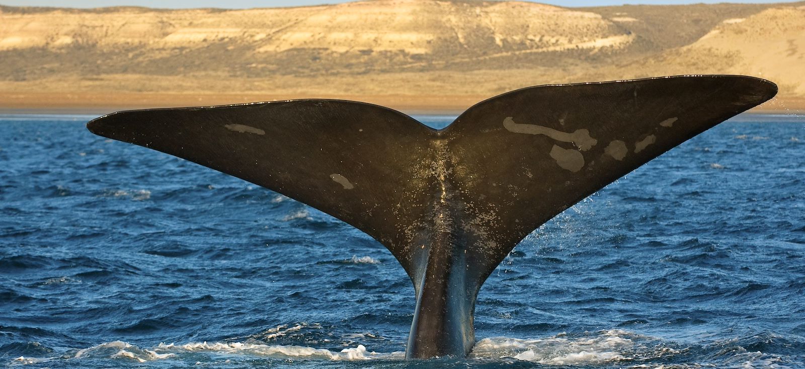 Image Exclusive Patagonie & le chant des baleines
